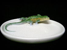 �A�N�Z�T���[,�s���f�B�b�V��,�~�j�g���[,���C�����R�y���n�[�Q��,�A�[���k�[�{�[,�b�o�w