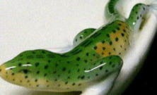 �A�N�Z�T���[,�s���f�B�b�V��,�~�j�g���[