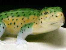 �A�N�Z�T���[,�s���f�B�b�V��,�~�j�g���[,���C�����R�y���n�[�Q��