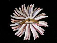 �u���[�`,�A�����J,��,�G�i����