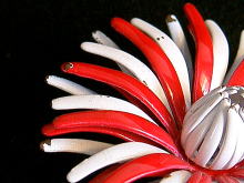 �A�N�Z�T���[,�u���[�`