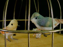 ��������,�I���S�[��,�~���[�W�b�N�a�n�w,�����E����