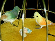 ��������,�I���S�[��,�~���[�W�b�N�a�n�w,�����E����,���f�̃����c