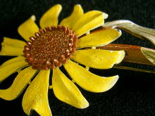 �A�N�Z�T���[,�u���[�`,�A�����J��,�G�i����