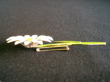 �A�N�Z�T���[,�u���[�`,�A�����J��