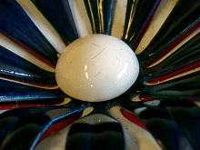 �A�N�Z�T���[,�u���[�`,�A�����J��,�G�i����