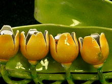 �A�N�Z�T���[,�u���[�`,���X�i�[,�k�h�r�m�d�q