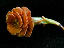 �A�N�Z�T���[,�u���[�`,�{�[��,�C�M���X,�X�J���v�`���[,�ۉ�׍H