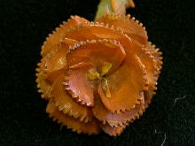 �A�N�Z�T���[,�u���[�`,�{�[��,�C�M���X,�X�J���v�`���[