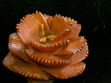 �A�N�Z�T���[,�u���[�`,�{�[��,�C�M���X