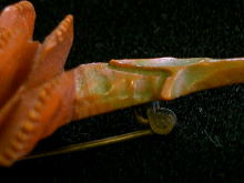 �A�N�Z�T���[,�u���[�`,�C�M���X