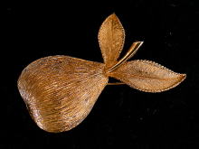 �A�N�Z�T���[,�u���[�`,�A�����J��,�R�X�`���[���W���G���[,EMMONS,�G�����Y