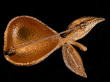 �A�N�Z�T���[,�u���[�`,�A�����J��