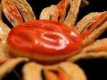 �A�N�Z�T���[,�u���[�`,ART��