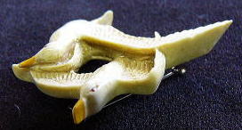 �A�N�Z�T���[,�u���[�`,�J����,��