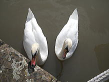 �C�M���X�����t���I�s�E�O���X�^�[�`�Ŋό��C��