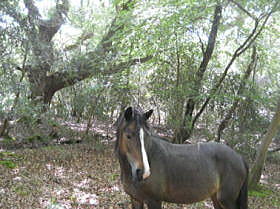 �C�M���X�����t���I�s�E�~���X�e�b�h�̏����ȑ��̃A���e�B�[�N�}�[�P�b�g��