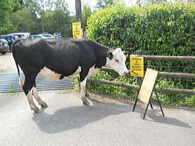 �C�M���X�����t���I�s�E�~���X�e�b�h�̏����ȑ��̃A���e�B�[�N�}�[�P�b�g��