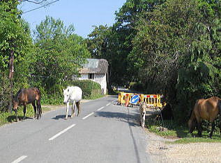 �C�M���X�����t���I�s�E�n���v�V���[�E�~���X�e�b�h�̃A���e�B�[�N�}�[�P�b�g��